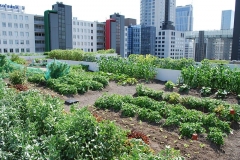 Urban Gardening in Rotterdam (Niederlande)